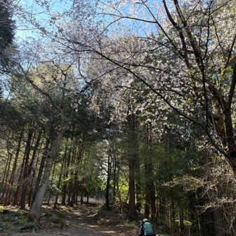 花🌸位置が高すぎ😅