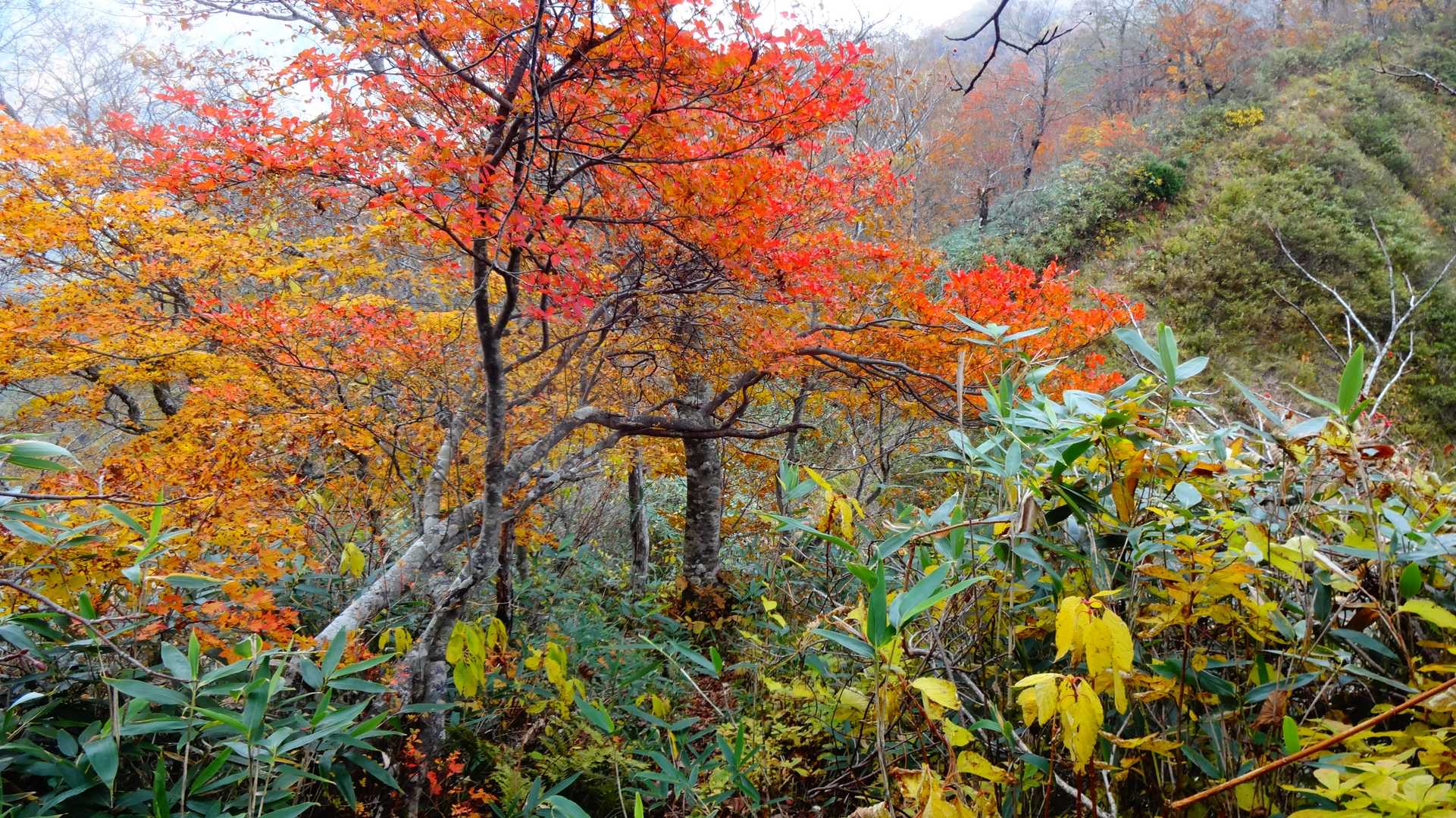 西岳登山口-第一峰-西岳-戸隠山-戸隠奥社 縦走コースの写真