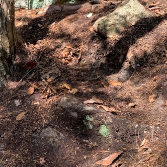 中道で唯一の、黒ぼくのような土。
細かくて乾燥していると舞いあがる。
犬の毛の中に入って、ふき取れません。
ヤマスキさんから、「腐葉土は３０年かけて１センチ」と教えてもらい、「う〜ん」と考えさせられました