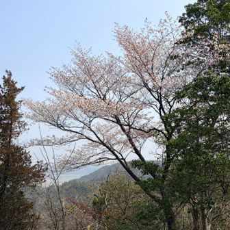 高取山城の桜🌸、モヤっとして眺望はイマイチ