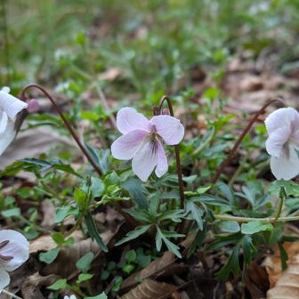 今日もありがとうございました🌸🩷