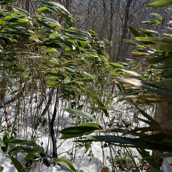 ここも薮〜🤣🤣🤣
スノーシューに引っかかってすってんころりん🤣