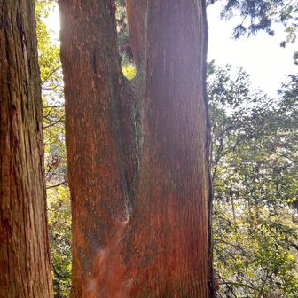 一本の杉が３つに分かれていました🌲
御岩神社にもあるなぁ🌟