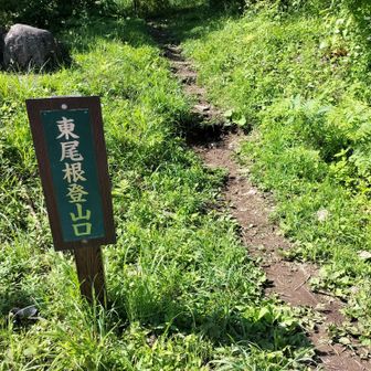 私達は東尾根コースをピストン予定