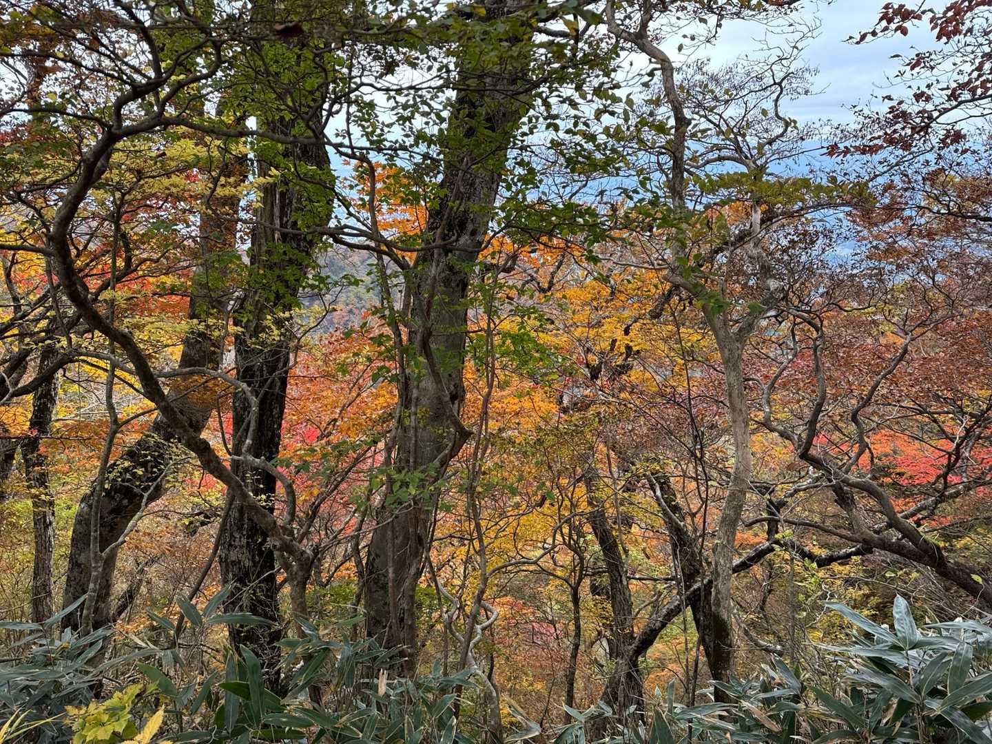 🍁