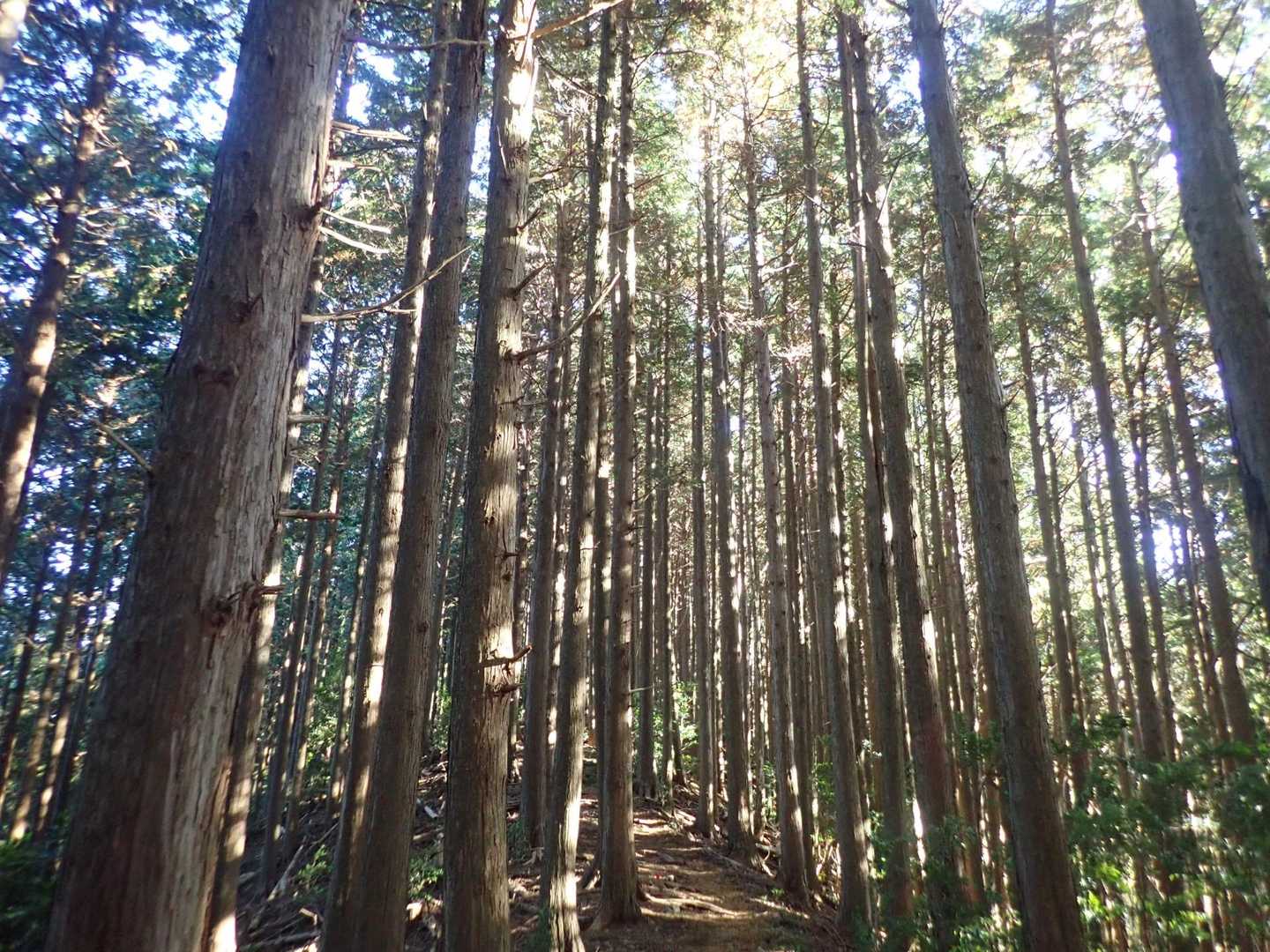 烏岳の山頂へ