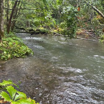 十和田湖から流れ出たものが奥入瀬渓流