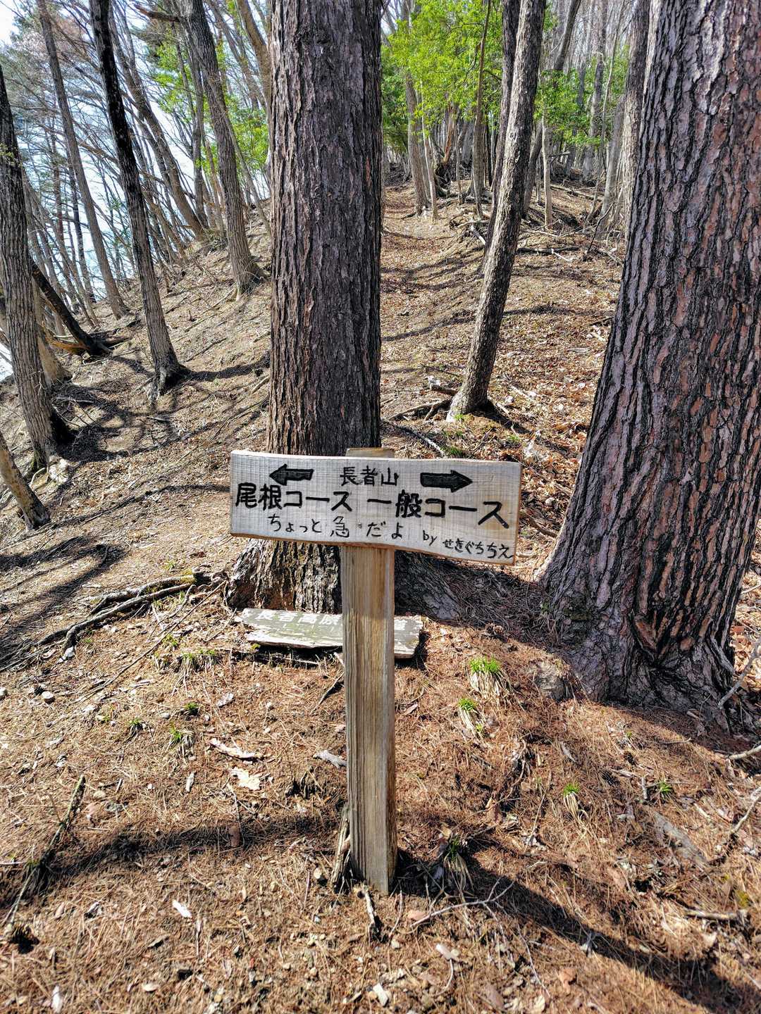 新しい案内看板が多くて安心して歩けました🙇👍