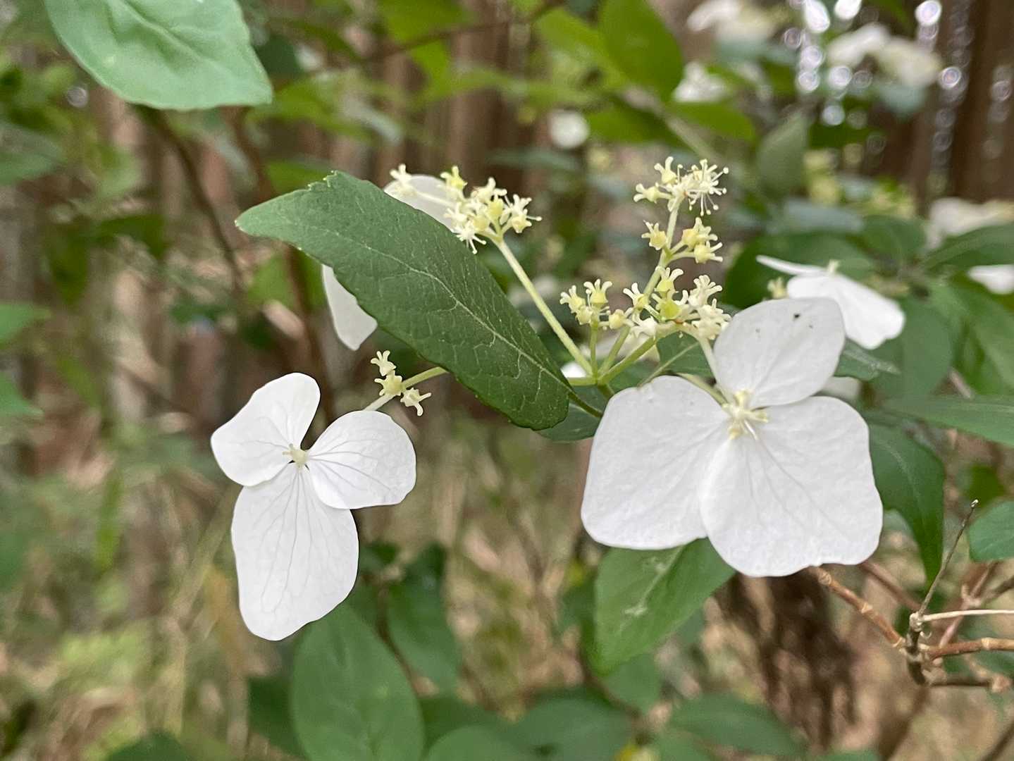 額空木（ガクウツギ）

       次の写真の標識のすぐ近くで
              花を咲かせてました🤍
