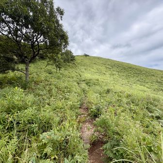 写真で伝わらないけど、ここ嫌だったァ……急坂で滑るし石ゴロゴロしてるし草ボーボー