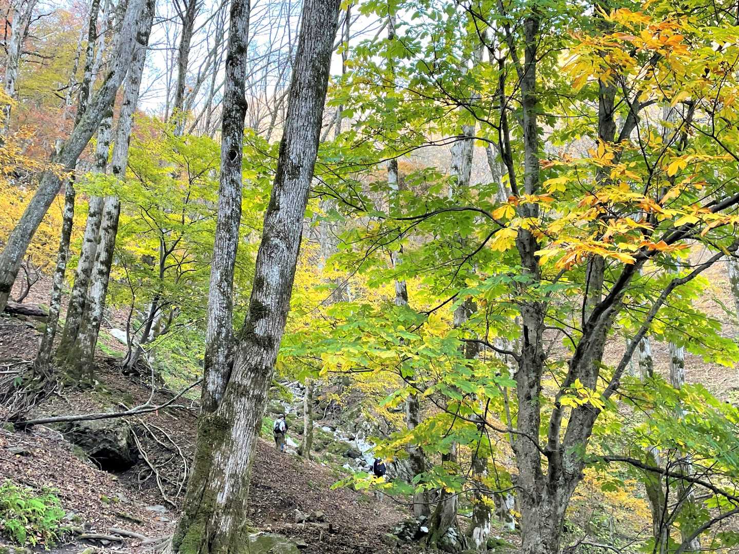 紅葉の山道をみんなで登っていきます💦