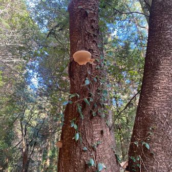 本年初キノコ撮影🍄‍🟫