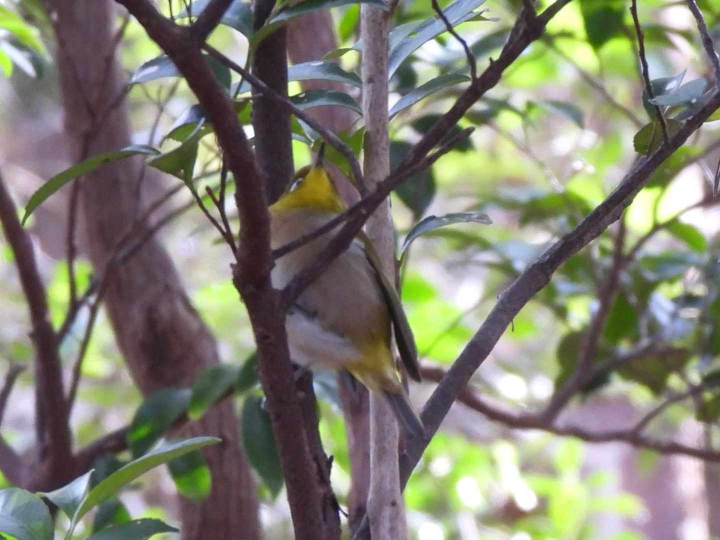 メジロさん