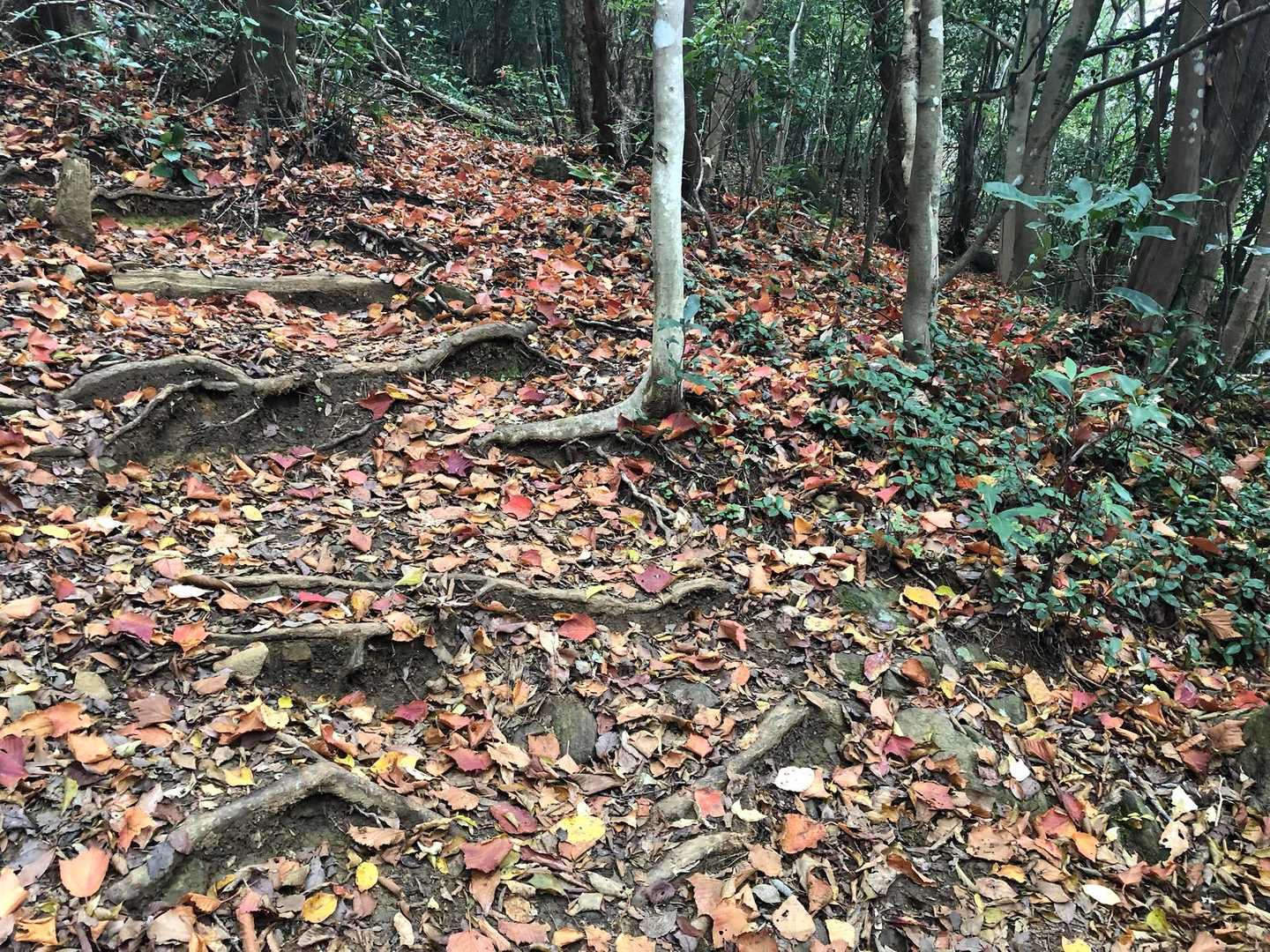 上野登山口-福智山-上野越・福智山分岐 周回コースの写真