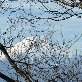 後で絶景の富士山が見えるの知らず、木の間から少しでも写る場所探してパチリ📷