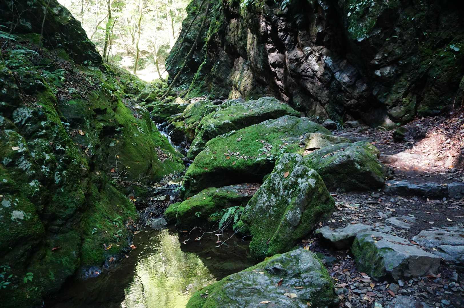 苔が良い感じ😲