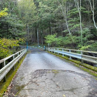 今日は橋を渡って右へ
山道から林道に出ます