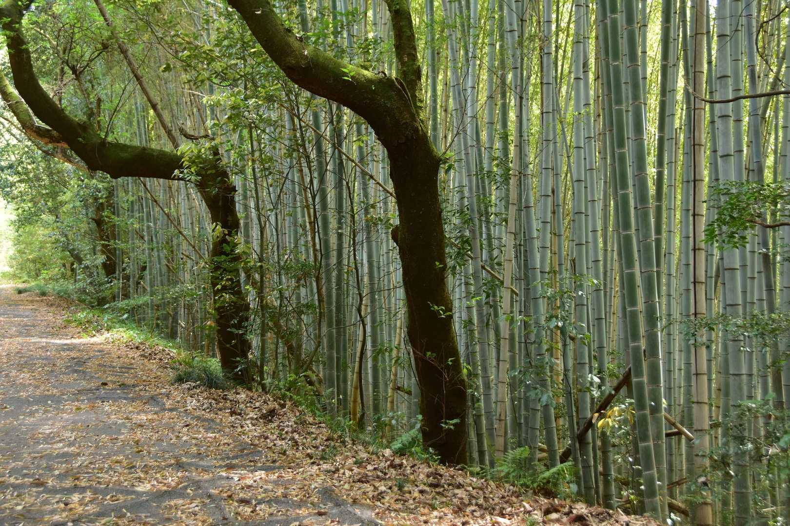 竹林が綺麗