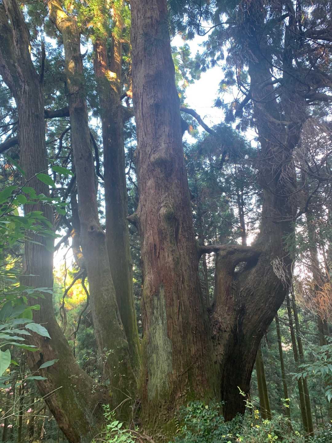写真に入りきらないんですよ。