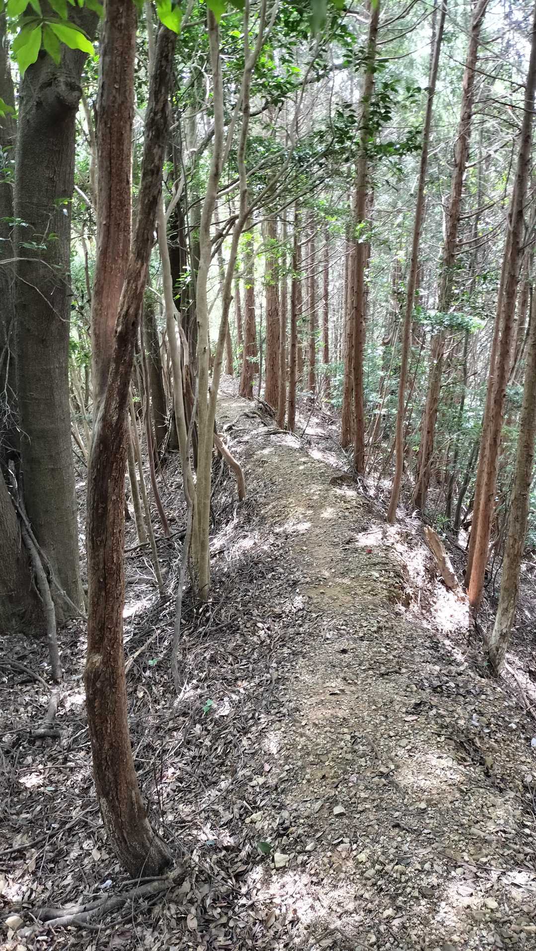 馬の背状のルートを下る