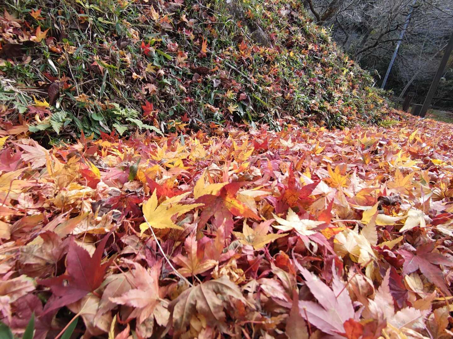 お手洗いの前もモミジ🍁の絨毯