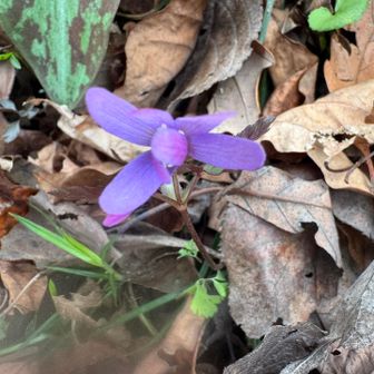 キクザキイチゲ