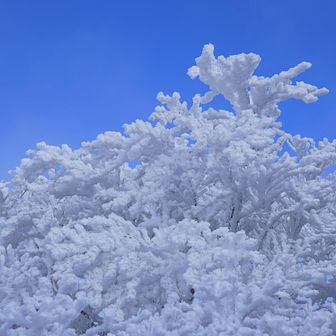 国見山からだけど青空と霧氷😁