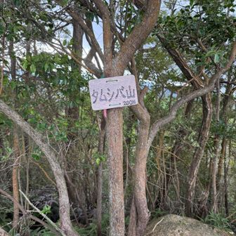 しかし、4座目タムシバ山過ぎた所で