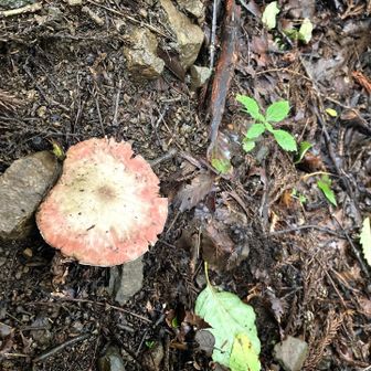 五つ目🍄‍🟫🍄‍🟫🍄‍🟫🍄‍🟫🍄‍🟫
げんきのこ♪