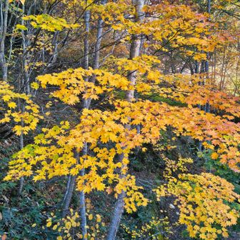 往路でも目に留まった紅葉。帰路でも際立って綺麗でした。
紅葉も楽しめてよい山行でした。
