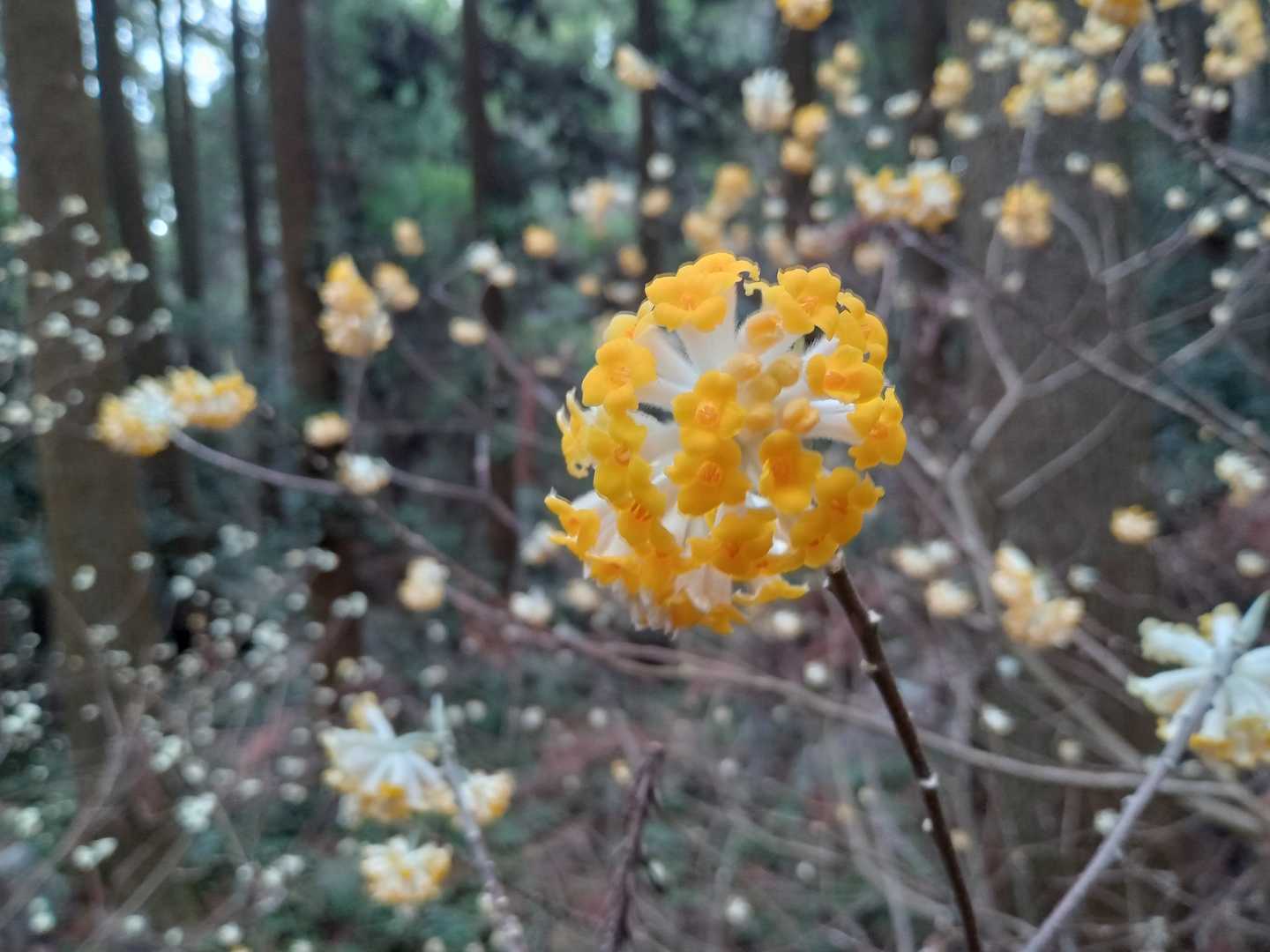 黄色が鮮やかになったミツマタの花