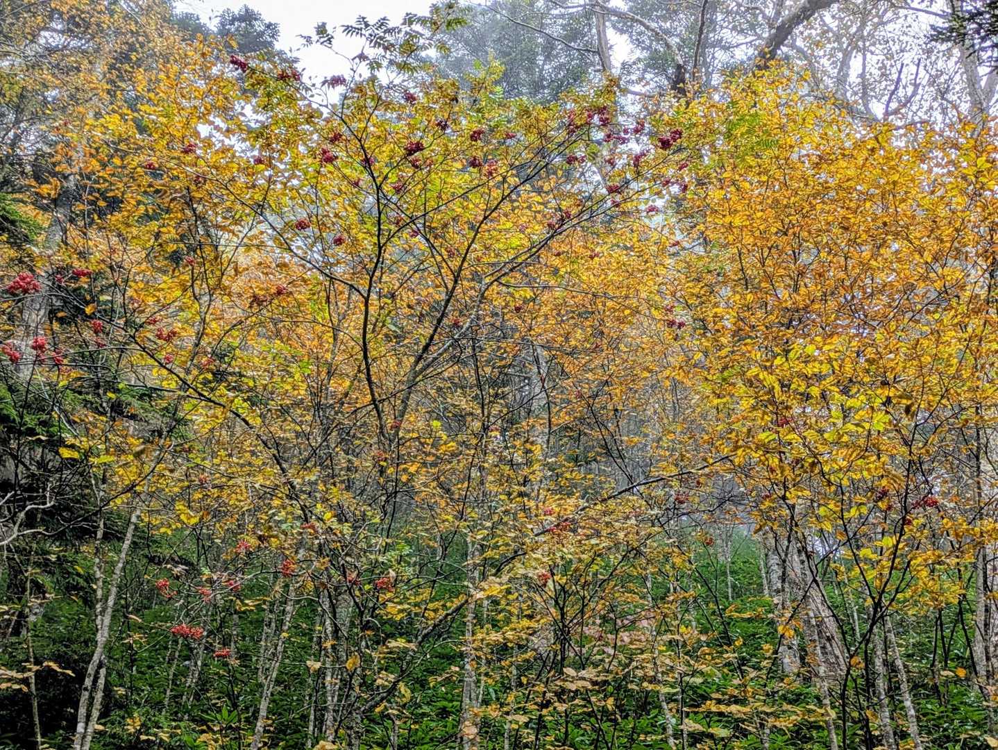 黄色の紅葉もきれい！