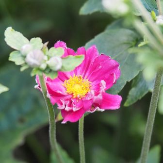 秋明菊