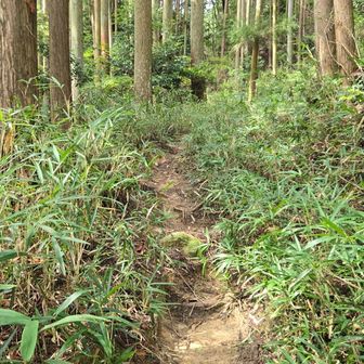 ここしか歩けないという感じで逸れようのない道