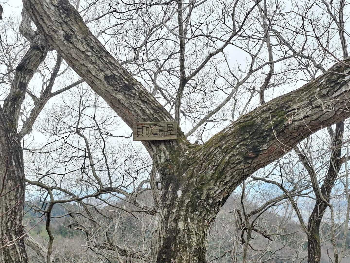 ８座目貝吹鳥屋山