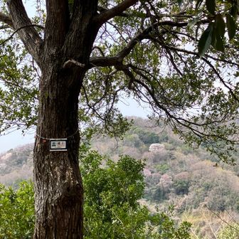 後方の山に見える白いのは桜かな