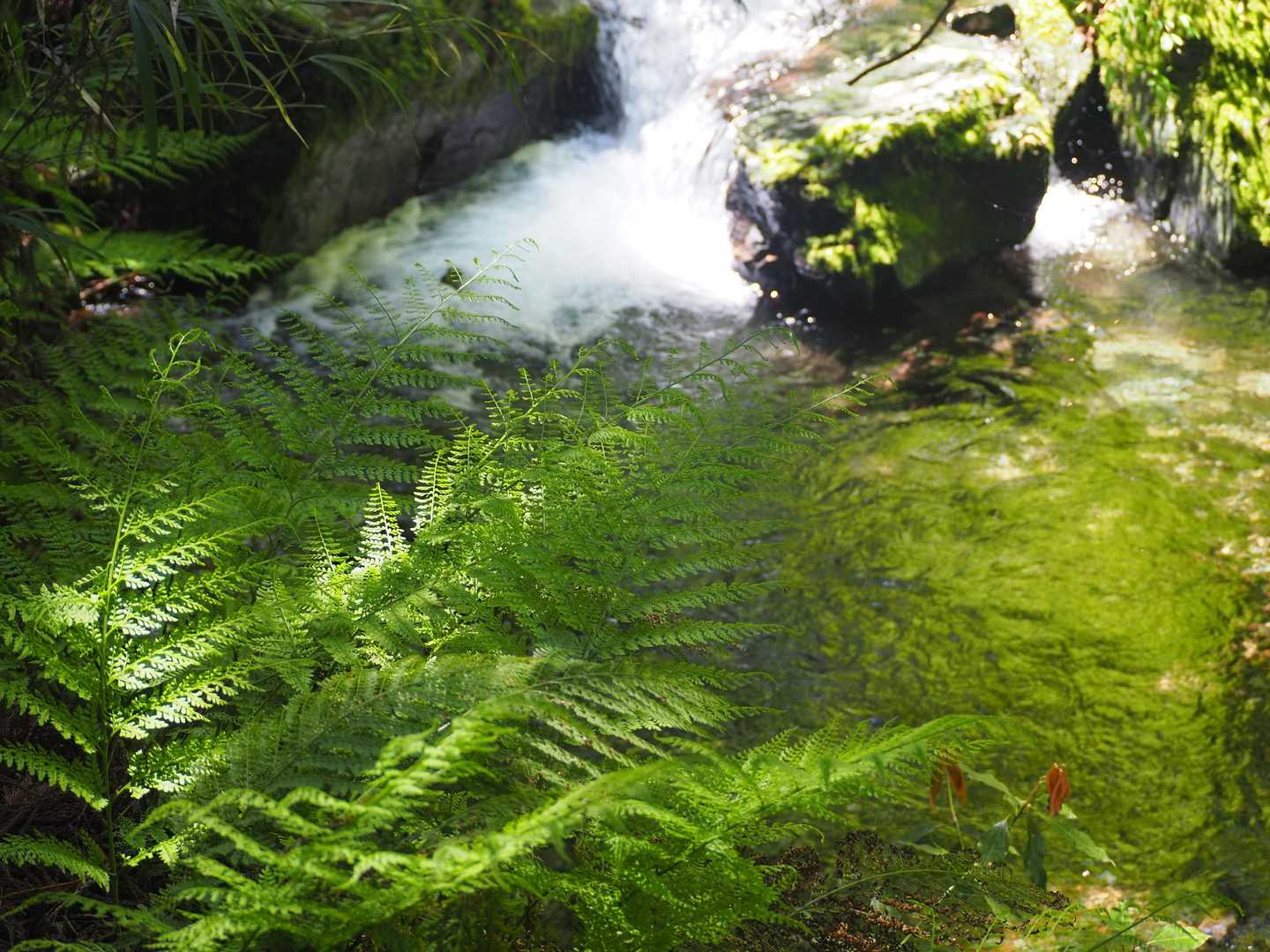 沢もグリーンに輝く💚✨