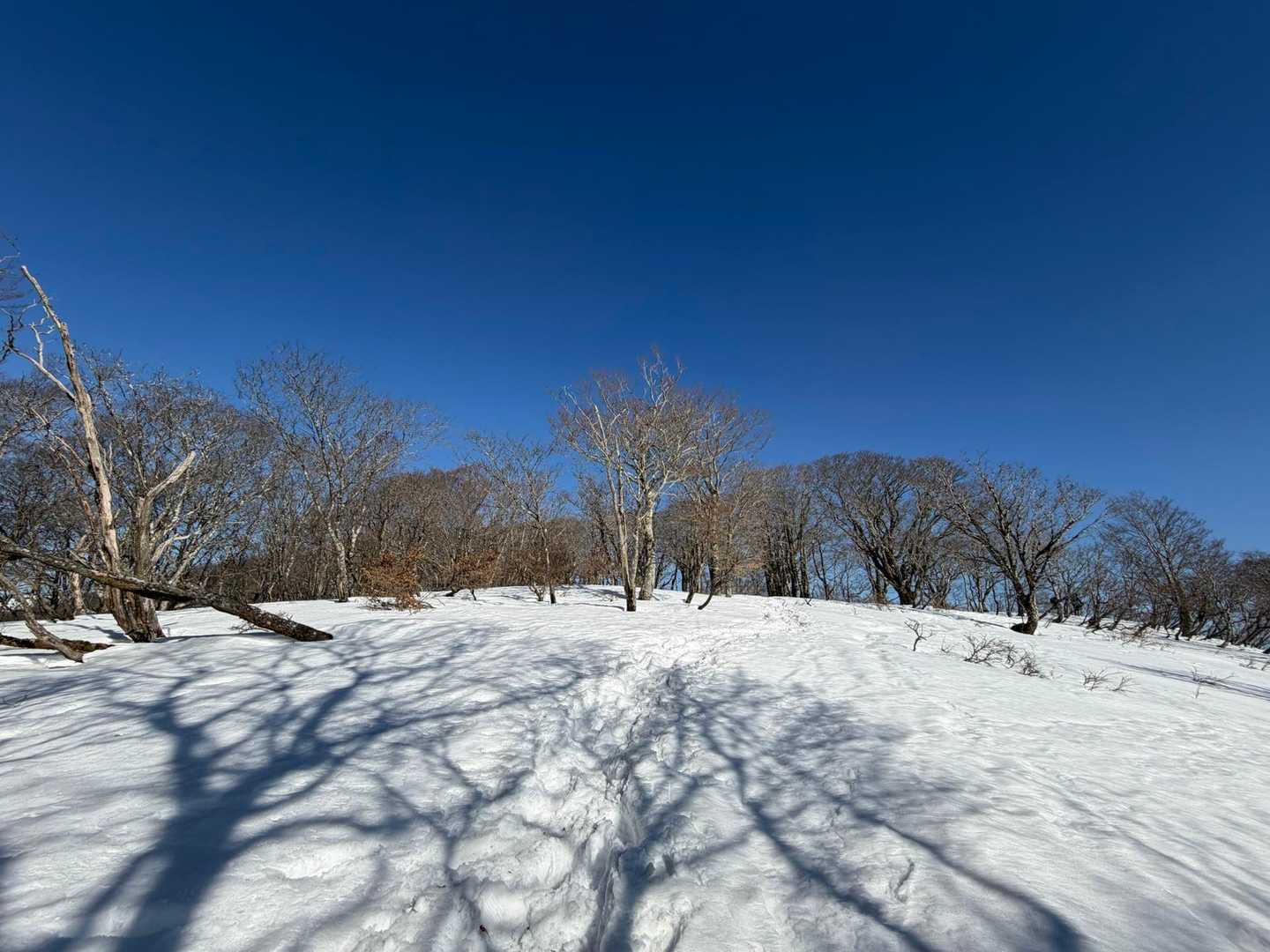 コヤマノ岳付近
樹氷が見たかった。
絶対綺麗やろうな