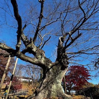 さて本丸へ。
大けやきと、