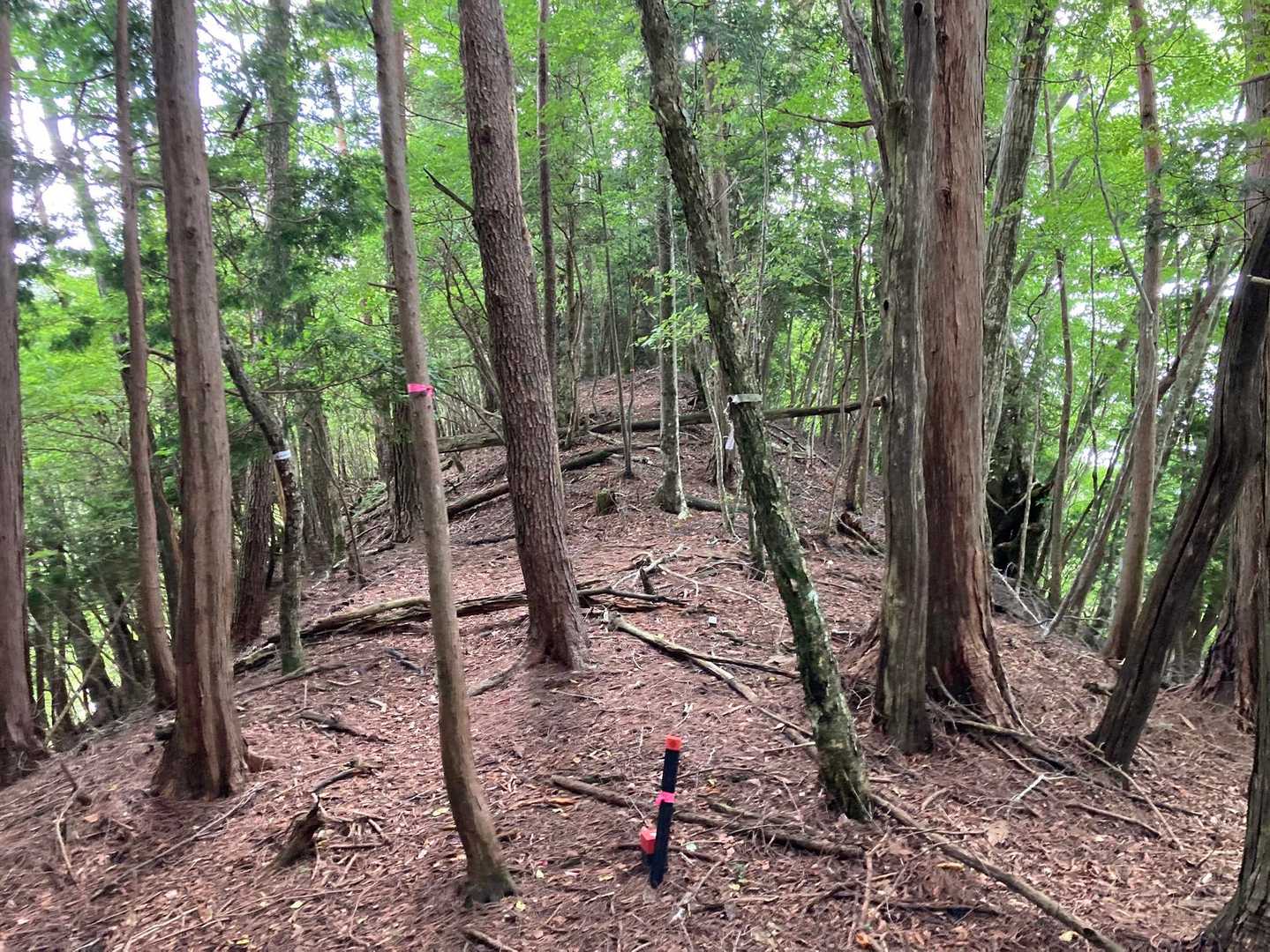 白口峰 往復コースの写真