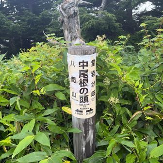 観念してレインウェアを着込む
