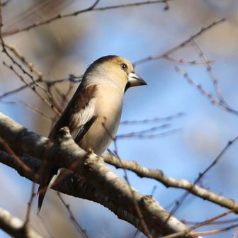 野鳥の森ではあまり野鳥に会えず…😅
舗装路歩きでの探鳥🐦に
最初に現れたのはシメの群れでした✨