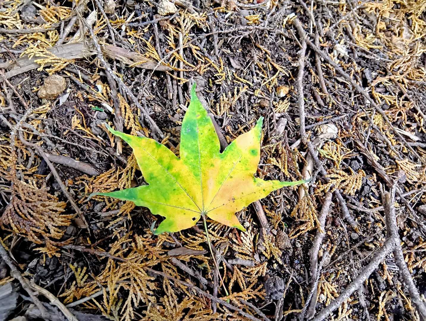 この彩、大好き🍁