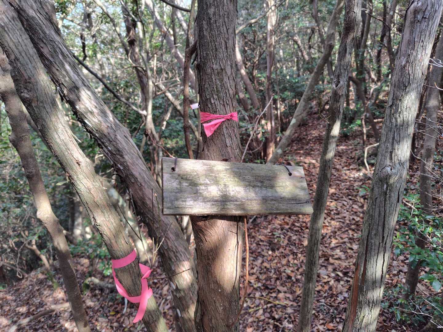 分岐に戻って下山