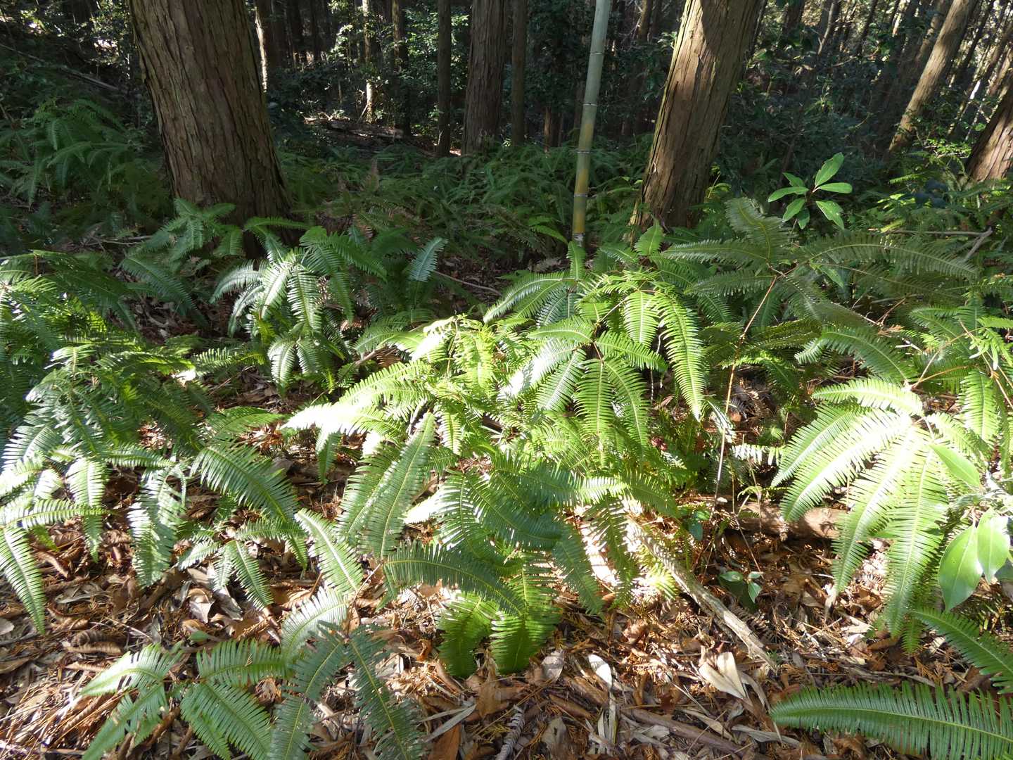 　🌿🌿