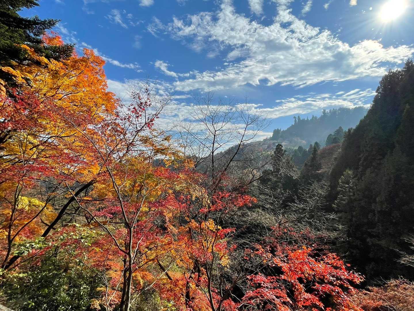 燃え萌え