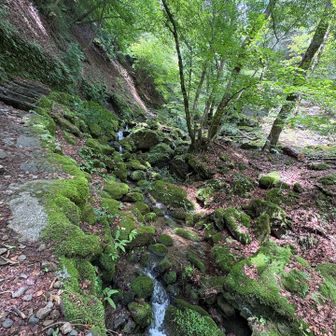 苔苔してました。濡れた石の上で滑らないよう注意しながら、写真を撮りながら歩いた