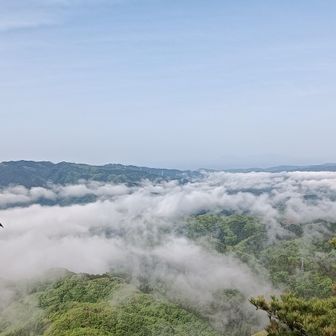 霧が雲海のようでした。この後すぐになくなりました