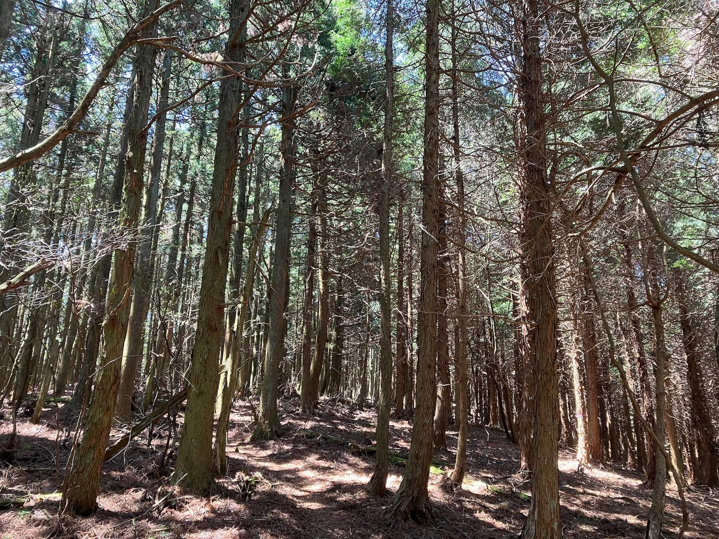 木々の中を歩いて行くところもあります🌳
涼しい