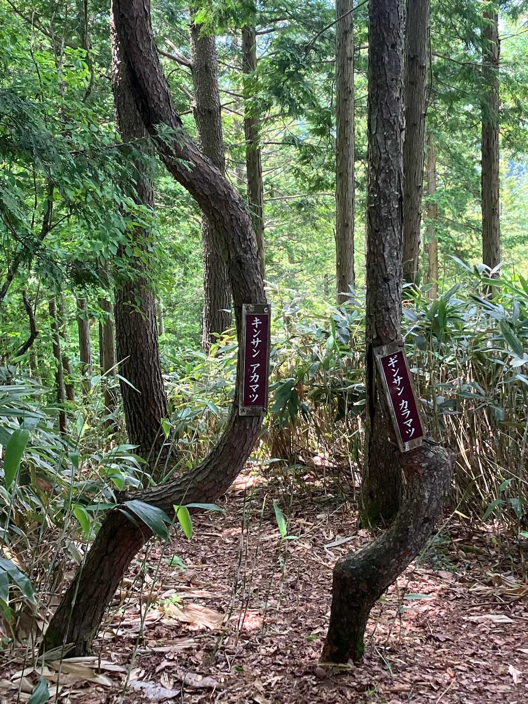 きんさん、ぎんさん！
ネーミングセンスがステキです！